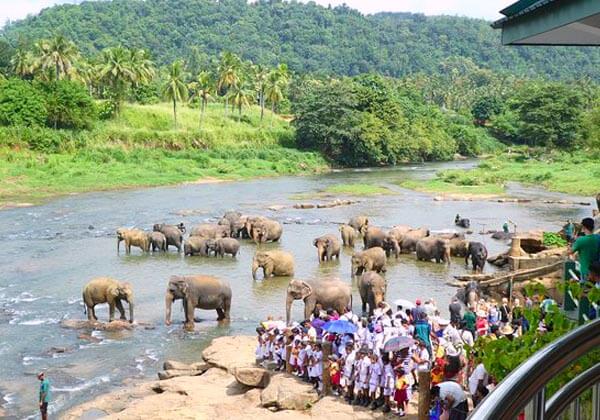 Elephant Orphanage at Pinnawala