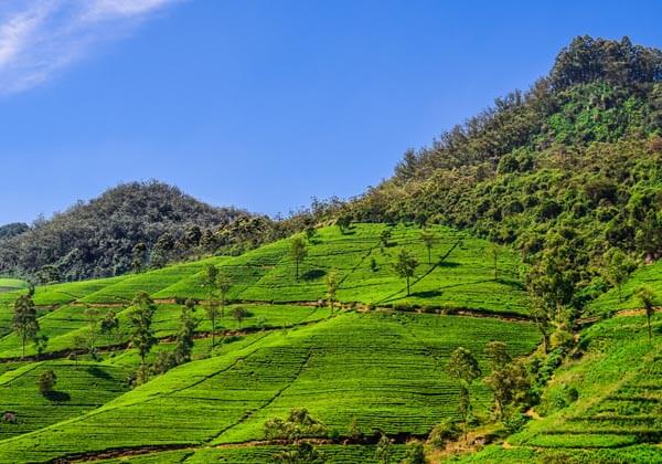 Nuwara Eliya Sri Lanka