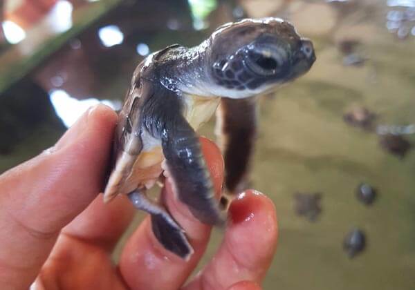 Turtle Hatchery Kosgoda