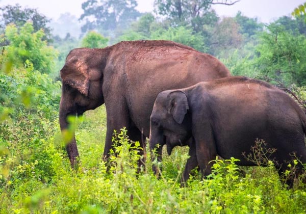 Udawalawe National Park